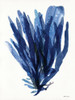 Transparent Indigo Sea Grass II Poster Print by Stellar Design Studio Stellar Design Studio # SDS477