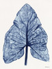 Indigo Leaf Poster Print by Stellar Design Studio Stellar Design Studio # SDS478
