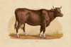 Cow Poster Print by Stellar Designs Studio Stellar Designs Studio # SDS532