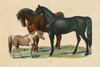 Horses Poster Print by Stellar Designs Studio Stellar Designs Studio # SDS533
