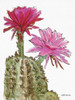 Cactus Flower 2    Poster Print by Stellar Design Studio Stellar Design Studio # SDS216