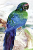 Blue Parrot on Branch 1 Poster Print by Stellar Design Studio Stellar Design Studio # SDS371