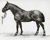 Horse Study 4 Poster Print by Stellar Design Studio Stellar Design Studio # SDS133