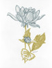 Country Side Bloom 4   Poster Print by Stellar Design Studio Stellar Design Studio # SDS206