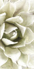 Agave Panel 1 Poster Print by Stellar Design Studio Stellar Design Studio # SDS149