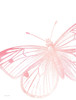 Pink Butterfly II Poster Print by Susan Ball # SB843