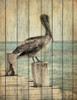 Vintage Pelican I  Poster Print by Susan Ball # SB684