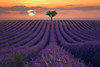 For the Love of Lavender Poster Print by Lee Sie # S1875D