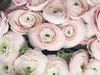 Soft Pink Ranunculus Poster Print by Susan Ball # SB749