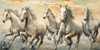 Wild Horses Poster Print by Ralph Steele # RS5086