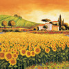 Valley of Sunflowers Poster Print by Richard Leblanc # RL4698