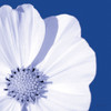Flower Pop blue III Poster Print by Marie Elaine Cusson # RB14351MC
