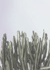 Cactus Cierges Poster Print by Braun Studio Braun Studio # R4309