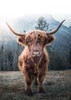 Highland Cow Poster Print by Braun Studio Braun Studio # R4314