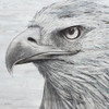 Portrait of an Eagle Poster Print by Marie Elaine Cusson # RB14902MC