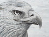 Eagle landscape Poster Print by Marie Elaine Cusson # RB14903MC