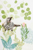 Wattlebird and Pincushion Protea Poster Print by Trudy Rice # R1372D