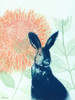 Pink Waratah and Blue Rabbit Poster Print by Trudy Rice # R1368D