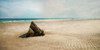 Beach Boulder Poster Print by Brooke T. Ryan # R1310D