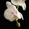 White Orchids 3 Poster Print by Dianne Poinski # QPDSQ072C
