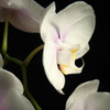 White Orchids 2 Poster Print by Dianne Poinski # QPDSQ072B