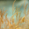 Prairie Grass 2 Poster Print by Dianne Poinski # QPDSQ077B