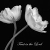 Trust in The Lord Poster Print by Dianne Poinski # QPDSQ11423B