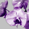 Vibrant Orchids 2 Poster Print by Dianne Poinski # QPDSQ071B
