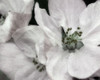 Soft Blossoms II Poster Print by Dianne Poinski # QPDRC069B