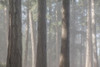 Fog in the Forest II Poster Print by Kathy Mahan # PSMHN920