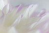 Dahlia Petals I Poster Print by Kathy Mahan # PSMHN903