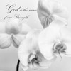 God Orchids Poster Print by Dianne Poinski # QPDSQ10932B