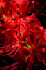 Hurricane Lily Poster Print by Alan Hausenflock # PSHSF2373