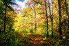 Autumn Colors Poster Print by Alan Hausenflock # PSHSF2385