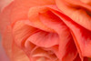 Orange Ruffles VI Poster Print by Rita Crane # PSCRN425