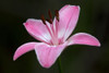 Pink Lily II Poster Print by Rita Crane # PSCRN377