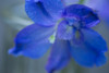 Delphinium Flower II Poster Print by Rita Crane # PSCRN391