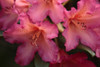 Exotic Rhodies I Poster Print by Rita Crane # PSCRN428