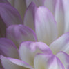 Lavender Dahlia V Poster Print by Rita Crane # PSCRN398