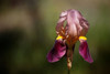 Annemaries Irises IV Poster Print by Rita Crane # PSCRN381