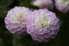 Lavender Dahlia IX Poster Print by Rita Crane # PSCRN402