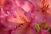 Exotic Rhodies VIII Poster Print by Rita Crane # PSCRN435