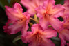 Exotic Rhodies IV Poster Print by Rita Crane # PSCRN431