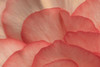 Pink Begonia Petals I Poster Print by Rita Crane # PSCRN440