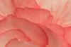 Pink Begonia Petals II Poster Print by Rita Crane # PSCRN441