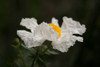 Matilija Poppy II Poster Print by Rita Crane # PSCRN371