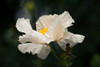 Matilija Poppy IV Poster Print by Rita Crane # PSCRN373