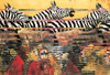 Zebras Extreme Poster Print by Unknown Unknown # PE101472