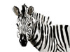 Original Zebra Poster Print by OnRei OnRei # ONRC284B2