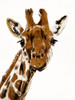 Original Giraffe Poster Print by OnRei OnRei # ONRC284A2